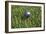 3D Rendering of an Earth Golf Ball on Tee in the Grass-null-Framed Art Print