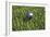 3D Rendering of an Earth Golf Ball on Tee in the Grass-null-Framed Art Print