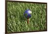 3D Rendering of an Earth Golf Ball on Tee in the Grass-null-Framed Art Print