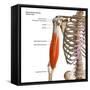 3D rendering of biceps brachii muscles isolated in anterior view with lables.-Hank Grebe-Framed Stretched Canvas