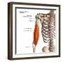 3D rendering of biceps brachii muscles isolated in anterior view with lables.-Hank Grebe-Framed Art Print