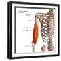 3D rendering of biceps brachii muscles isolated in anterior view with lables.-Hank Grebe-Framed Art Print