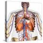 3D rendering of diaphragm anatomy with circulatory system, on white background.-Hank Grebe-Stretched Canvas