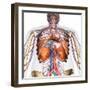 3D rendering of diaphragm anatomy with circulatory system, on white background.-Hank Grebe-Framed Art Print