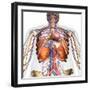 3D rendering of diaphragm anatomy with circulatory system, on white background.-Hank Grebe-Framed Art Print