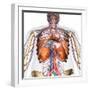 3D rendering of diaphragm anatomy with circulatory system, on white background.-Hank Grebe-Framed Art Print