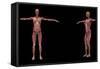 3D Rendering of Female Muscular System-Stocktrek Images-Framed Stretched Canvas