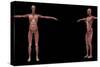 3D Rendering of Female Muscular System-Stocktrek Images-Stretched Canvas