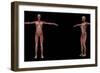 3D Rendering of Female Muscular System-Stocktrek Images-Framed Art Print