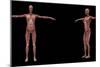 3D Rendering of Female Muscular System-Stocktrek Images-Mounted Art Print