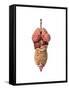 3D Rendering of Healthy Female Internal Organs-null-Framed Stretched Canvas