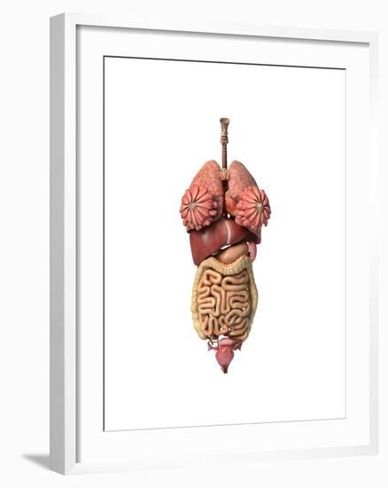 3D Rendering of Healthy Female Internal Organs-null-Framed Art Print