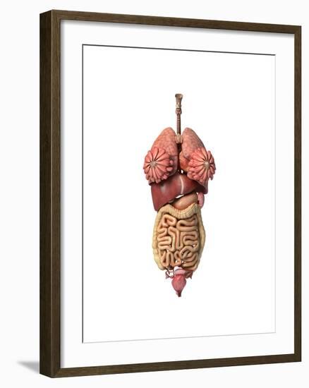 3D Rendering of Healthy Female Internal Organs-null-Framed Art Print