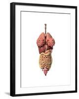 3D Rendering of Healthy Female Internal Organs-null-Framed Art Print