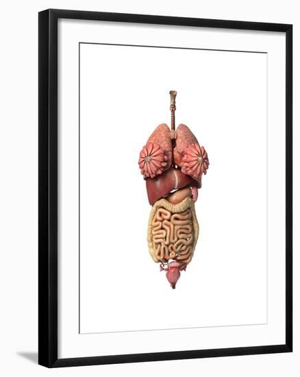 3D Rendering of Healthy Female Internal Organs-null-Framed Art Print