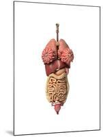 3D Rendering of Healthy Female Internal Organs-null-Mounted Art Print