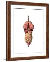 3D Rendering of Healthy Female Internal Organs-null-Framed Art Print