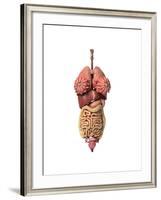 3D Rendering of Healthy Female Internal Organs-null-Framed Art Print