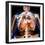 3D rendering of human diaphragm anatomy, low angle view on black background.-Hank Grebe-Framed Art Print