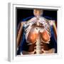 3D rendering of human diaphragm anatomy, low angle view on black background.-Hank Grebe-Framed Art Print