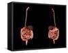 3D Rendering of Human Digestive System-Stocktrek Images-Framed Stretched Canvas