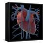 3D Rendering of Human Heart and Thoracic Veins-Stocktrek Images-Framed Stretched Canvas