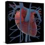 3D Rendering of Human Heart and Thoracic Veins-Stocktrek Images-Stretched Canvas