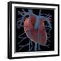 3D Rendering of Human Heart and Thoracic Veins-Stocktrek Images-Framed Art Print