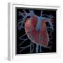 3D Rendering of Human Heart and Thoracic Veins-Stocktrek Images-Framed Art Print