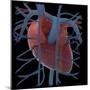 3D Rendering of Human Heart and Thoracic Veins-Stocktrek Images-Mounted Art Print
