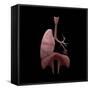 3D Rendering of Human Lungs with Respiratory Tree and Diaphragm-Stocktrek Images-Framed Stretched Canvas