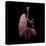 3D Rendering of Human Lungs with Respiratory Tree and Diaphragm-Stocktrek Images-Stretched Canvas