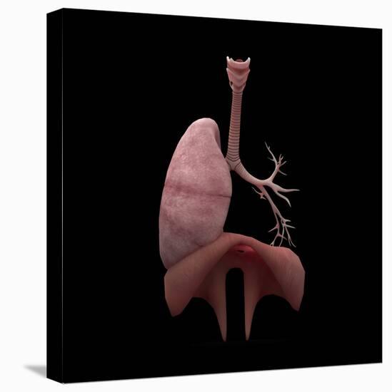 3D Rendering of Human Lungs with Respiratory Tree and Diaphragm-Stocktrek Images-Stretched Canvas