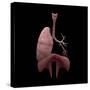 3D Rendering of Human Lungs with Respiratory Tree and Diaphragm-Stocktrek Images-Stretched Canvas