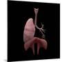 3D Rendering of Human Lungs with Respiratory Tree and Diaphragm-Stocktrek Images-Mounted Art Print