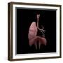 3D Rendering of Human Lungs with Respiratory Tree and Diaphragm-Stocktrek Images-Framed Art Print