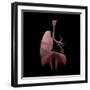 3D Rendering of Human Lungs with Respiratory Tree and Diaphragm-Stocktrek Images-Framed Art Print