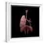 3D Rendering of Human Lungs with Respiratory Tree and Diaphragm-Stocktrek Images-Framed Art Print