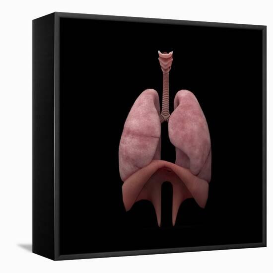 3D Rendering of Human Lungs-Stocktrek Images-Framed Stretched Canvas