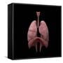 3D Rendering of Human Lungs-Stocktrek Images-Framed Stretched Canvas