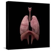 3D Rendering of Human Lungs-Stocktrek Images-Stretched Canvas