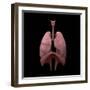 3D Rendering of Human Lungs-Stocktrek Images-Framed Art Print
