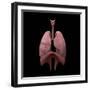 3D Rendering of Human Lungs-Stocktrek Images-Framed Art Print