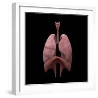 3D Rendering of Human Lungs-Stocktrek Images-Framed Art Print