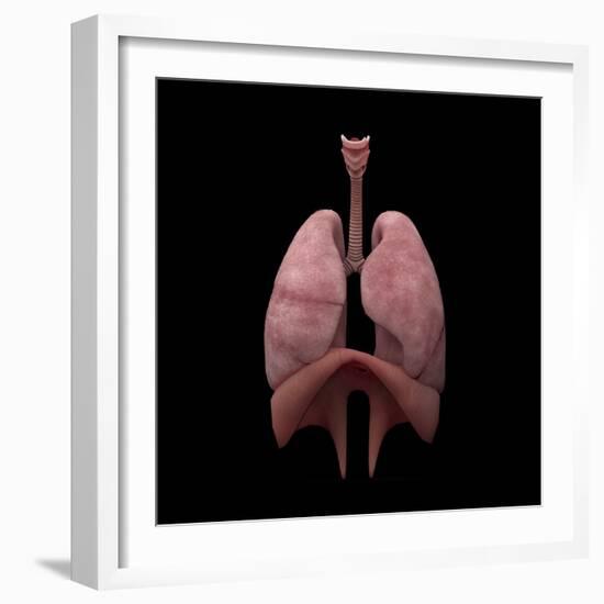 3D Rendering of Human Lungs-Stocktrek Images-Framed Art Print