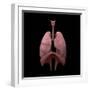 3D Rendering of Human Lungs-Stocktrek Images-Framed Art Print