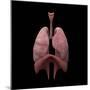 3D Rendering of Human Lungs-Stocktrek Images-Mounted Art Print