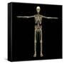 3D Rendering of Human Lymphatic System with Skeleton-Stocktrek Images-Framed Stretched Canvas