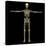 3D Rendering of Human Lymphatic System with Skeleton-Stocktrek Images-Stretched Canvas