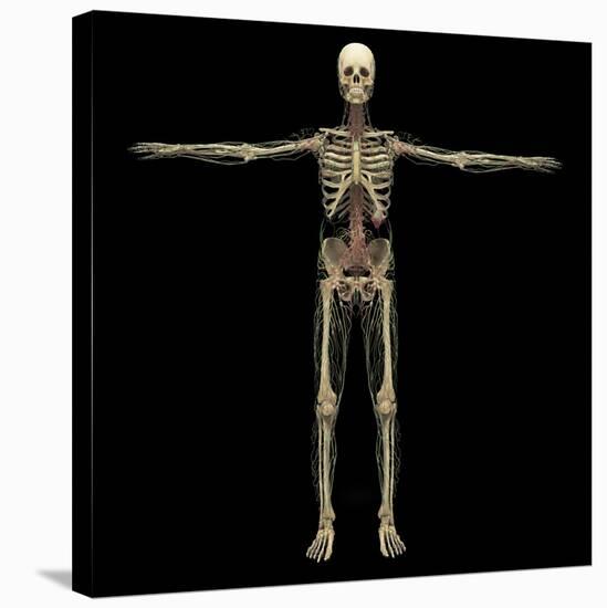 3D Rendering of Human Lymphatic System with Skeleton-Stocktrek Images-Stretched Canvas